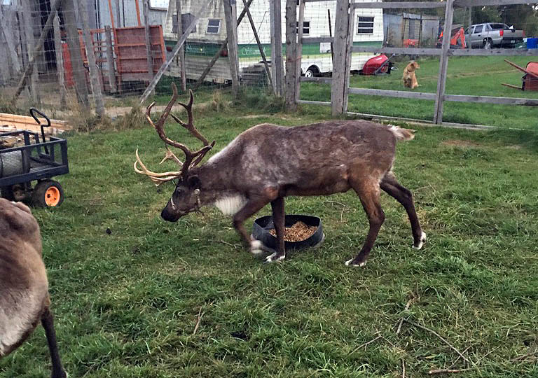Reindeer For Sale Sherwood's Reindeer Farm