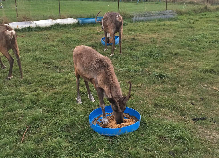Reindeer For Sale Sherwood's Reindeer Farm