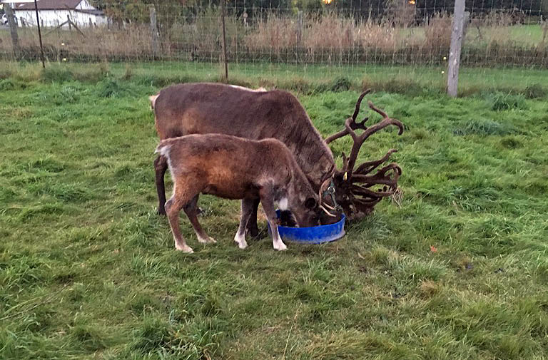 Reindeer For Sale Sherwood's Reindeer Farm